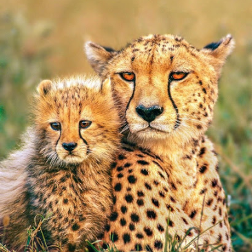 cheetahs image