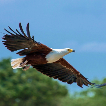 eagle image