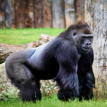 gorilla image