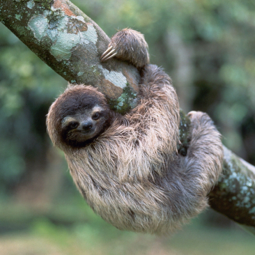 sloth image